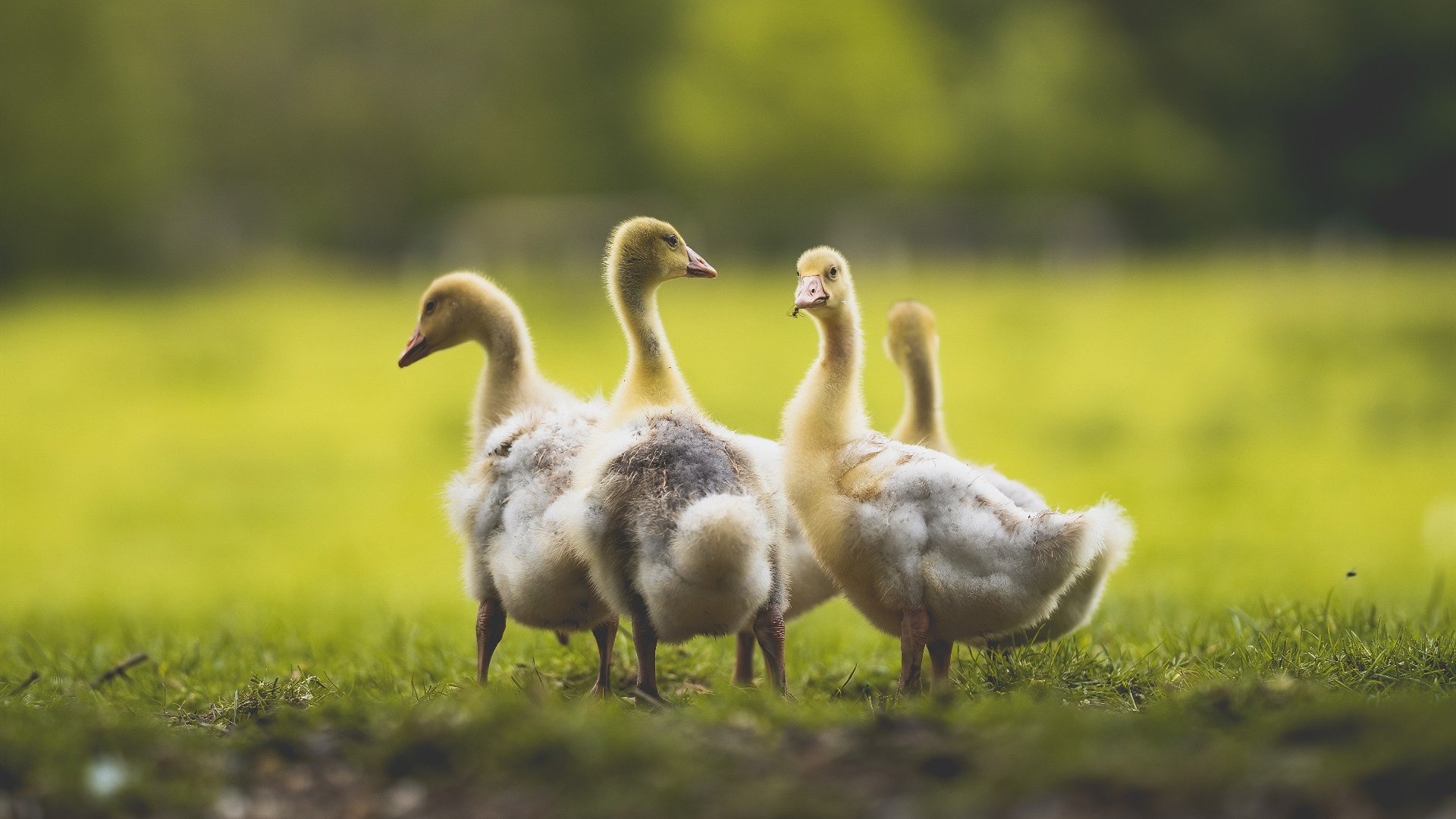 kaiyun 开云体育-墨西哥马术协会出版“Charreada”历史专著，记录赛事发展历程。，墨西哥马拉松运动员